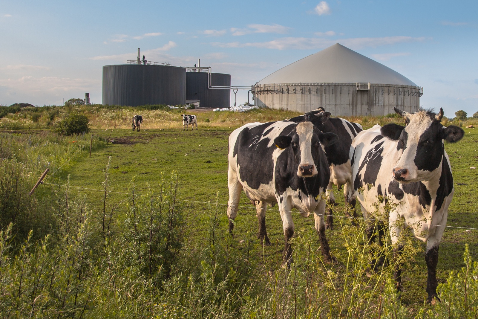 cows in field