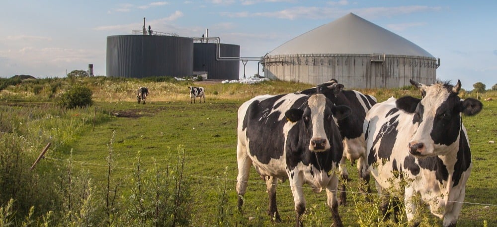 cows in field_small